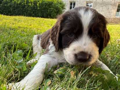 Chiots English Springer Spaniel