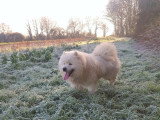 7 chiots Samoyède LOF à vendre