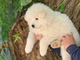 7 chiots Samoyède LOF à vendre