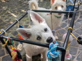 Chiot Pomsky mâle blanc et abricot non LOF de février 2026 à vendre