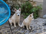 Chiot Pomsky mâle blanc et abricot non LOF de février 2026 à vendre