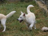 Chiot Pomsky mâle blanc et abricot non LOF de février 2026 à vendre