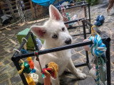Chiot Pomsky mâle blanc et abricot non LOF de février 2026 à vendre