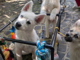 Chiot Pomsky mâle blanc et abricot non LOF de février 2026 à vendre
