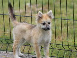 Chiot Pomsky mâle gris non LOF né en février 2026 à vendre