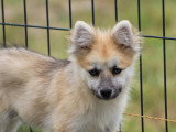 Chiot Pomsky mâle gris non LOF né en février 2026 à vendre