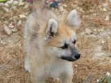 Chiot Pomsky mâle gris non LOF né en février 2026 à vendre