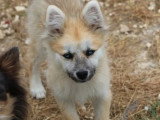 Chiot Pomsky mâle gris non LOF né en février 2026 à vendre