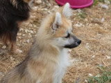 Chiot Pomsky mâle gris non LOF né en février 2026 à vendre
