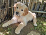 Chiot femelle Golden Retriever LOF à vendre né en avril 2026