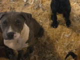 Chiot mâle American Bully non LOF à vendre de février 2026