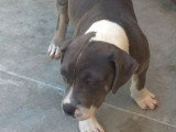 Chiot mâle American Bully non LOF à vendre de février 2026