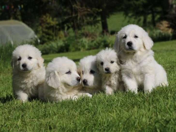 8 chiots Chien de Berger des Tatras LOF nés en avril 2026 en vente