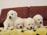 8 chiots Chien de Berger des Tatras LOF nés en avril 2026 en vente
