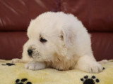 8 chiots Chien de Berger des Tatras LOF nés en avril 2026 en vente