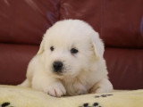 8 chiots Chien de Berger des Tatras LOF nés en avril 2026 en vente