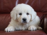 8 chiots Chien de Berger des Tatras LOF nés en avril 2026 en vente