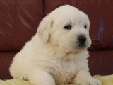 8 chiots Chien de Berger des Tatras LOF nés en avril 2026 en vente