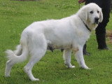 8 chiots Chien de Berger des Tatras LOF nés en avril 2026 en vente