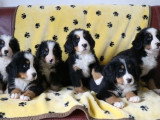 6 chiots Bouvier Bernois non LOF nés en janvier 2026 à vendre