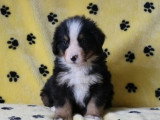 6 chiots Bouvier Bernois non LOF nés en janvier 2026 à vendre