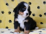 6 chiots Bouvier Bernois non LOF nés en janvier 2026 à vendre