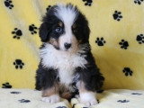 6 chiots Bouvier Bernois non LOF nés en janvier 2026 à vendre