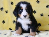 6 chiots Bouvier Bernois non LOF nés en janvier 2026 à vendre