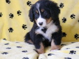 6 chiots Bouvier Bernois non LOF nés en janvier 2026 à vendre