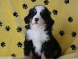 6 chiots Bouvier Bernois non LOF nés en janvier 2026 à vendre