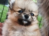 5 chiots Spitz Nain non LOF à réserver nés en mai 2026