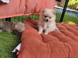 5 chiots Spitz Nain non LOF à réserver nés en mai 2026