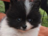 5 chiots Spitz Nain non LOF à réserver nés en mai 2026