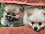 5 chiots Spitz Nain non LOF à réserver nés en mai 2026
