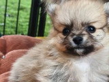 5 chiots Spitz Nain non LOF à réserver nés en mai 2026