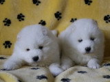 2 chiots Samoyède LOF d'avril 2026 un mâle et une femelle en vente