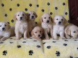 6 chiots Golden Retriever mâles LOF nés en avril 2026 à vendre