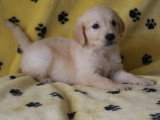 6 chiots Golden Retriever mâles LOF nés en avril 2026 à vendre