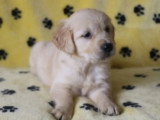 6 chiots Golden Retriever mâles LOF nés en avril 2026 à vendre