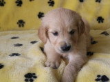 6 chiots Golden Retriever mâles LOF nés en avril 2026 à vendre