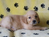 6 chiots Golden Retriever mâles LOF nés en avril 2026 à vendre