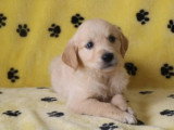 6 chiots Golden Retriever mâles LOF nés en avril 2026 à vendre