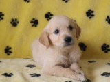 6 chiots Golden Retriever mâles LOF nés en avril 2026 à vendre