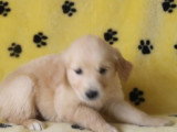 6 chiots Golden Retriever mâles LOF nés en avril 2026 à vendre