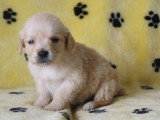 6 chiots Golden Retriever mâles LOF nés en avril 2026 à vendre