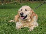 6 chiots Golden Retriever mâles LOF nés en avril 2026 à vendre