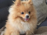 Chiot de type Spitz Allemand femelle à vendre