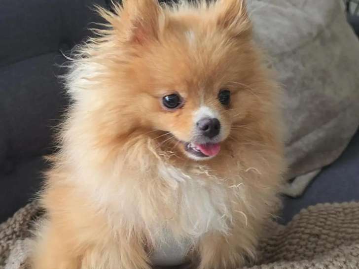Chiot de type Spitz Allemand femelle à vendre