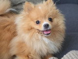 Chiot de type Spitz Allemand femelle à vendre