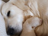 Chiots Golden Retriever croisés Berger à réserver